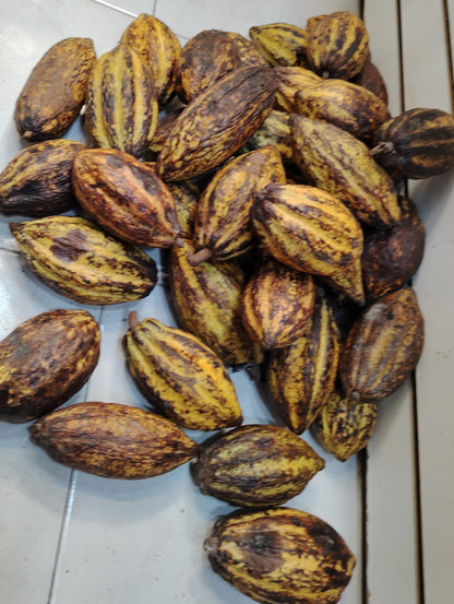 SONAJAS SAGRADAS ~ Sacred Cacao Rattles from Mexico