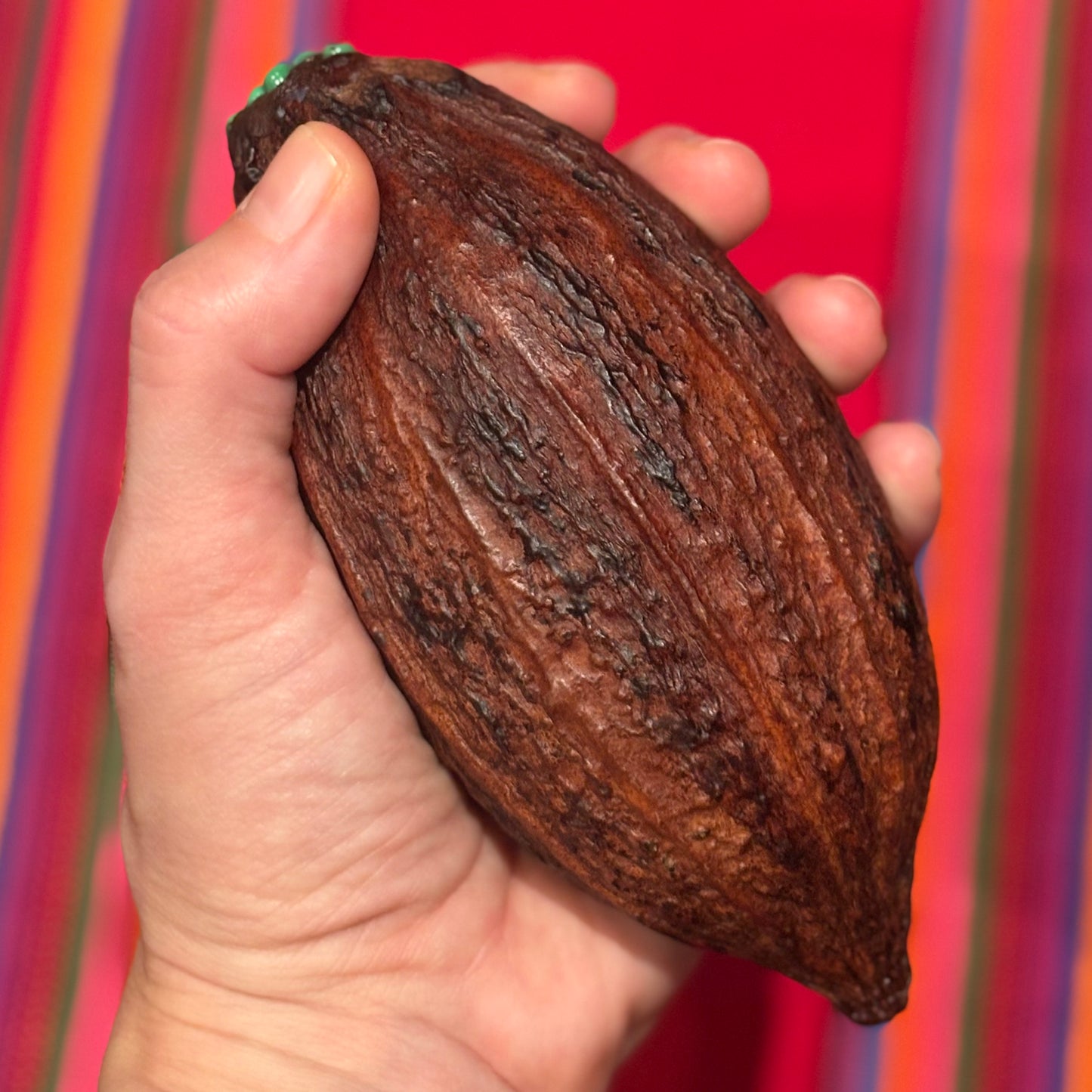SONAJAS SAGRADAS ~ Sacred Cacao Rattles from Mexico