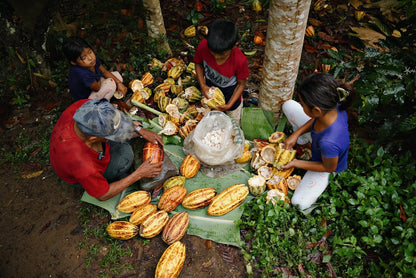 TUQTUQUILAL CEREMONIAL CACAO BLOCKS
